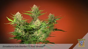Strawberry Cola Sherbet - Photo F1 - Samen & Jungpflanzen 🌱