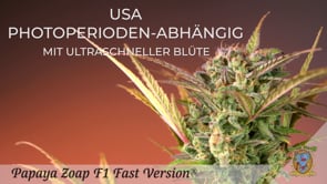 PAPAYA ZOAP F1 - FAST VERSION PHOTO SEEDS 🌱
