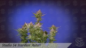 Studio 54 Stardust - Auto - Samen & Jungpflanzen 🌱