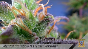 MENTAL RAINBOW F1 - FAST VERSION PHOTO SEEDS 🌱