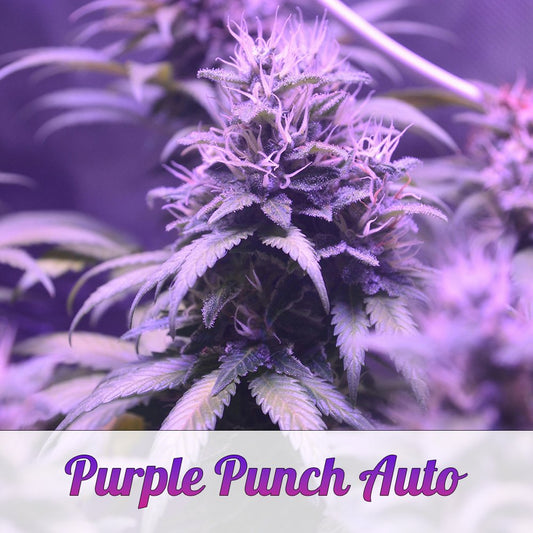Purple Punch Automatic - Ready to Grow!Mr. Bud Store