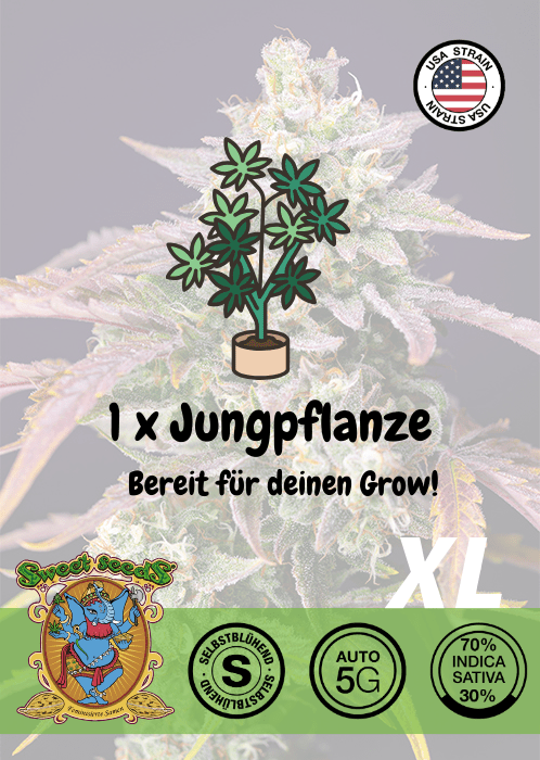 Purple Punch OG XL - Auto - Samen & Jungpflanzen 🌱Mr. Bud Store