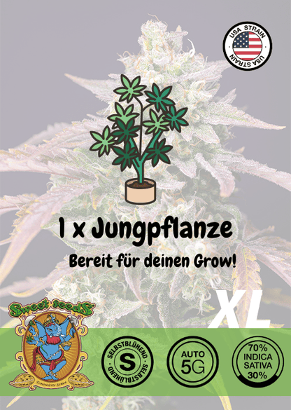 Purple Punch OG XL - Auto - Samen & Jungpflanzen 🌱Mr. Bud Store