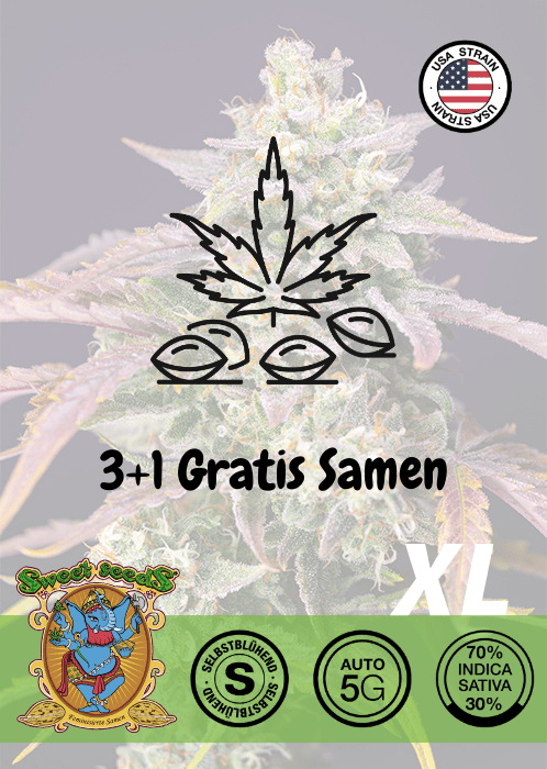 Purple Punch OG XL - Auto - Samen & Jungpflanzen 🌱Mr. Bud Store