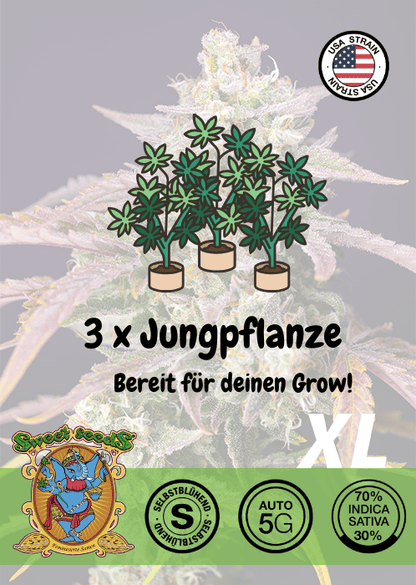 Purple Punch OG XL - Auto - Samen & Jungpflanzen 🌱Mr. Bud Store