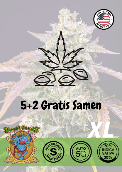 Purple Punch OG XL - Auto - Samen & Jungpflanzen 🌱Mr. Bud Store