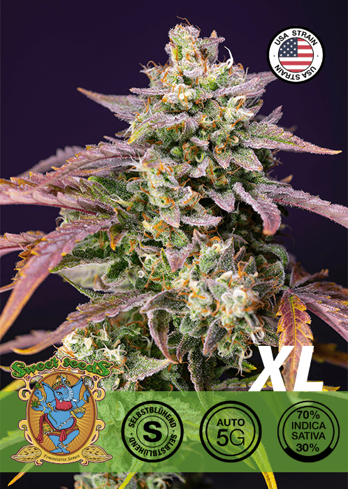 PURPLE PUNCH OG XL - AUTO SEEDS 🌱Mr. Bud Store