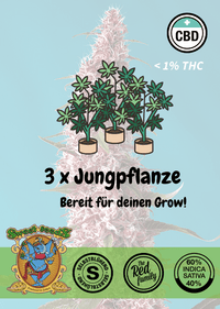 Vorschau 5