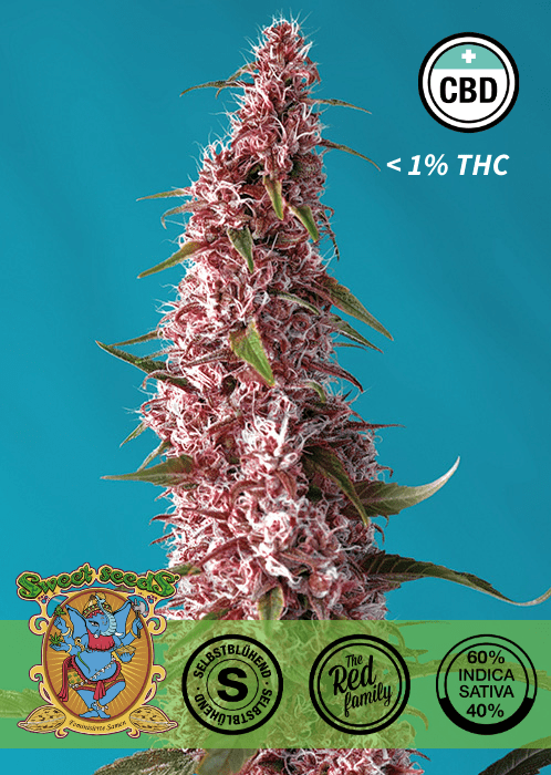 RED PURE CBD - AUTO SEEDS 🌱Mr. Bud Store