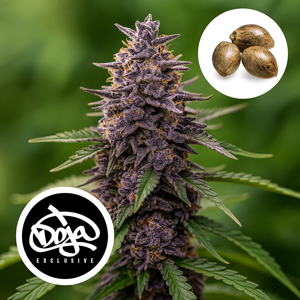 Red Taffi – Doja Exclusive THC Samen - Cali GenetikMr. Bud Store