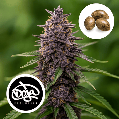 Red Taffi – Doja Exclusive THC Samen - Cali GenetikMr. Bud Store