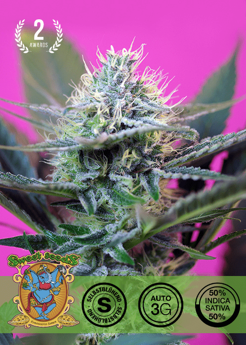 + SPEED - AUTO SEEDS 🌱Mr. Bud Store