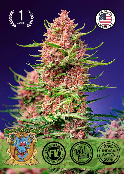 STRAWBERRY COLA SHERBET F1 - FAST VERSION PHOTO SEEDS 🌱Mr. Bud Store