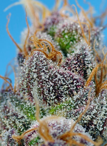 Easy Plant - STRAWBERRY COLA SHERBERT F1 - THC Pflanze