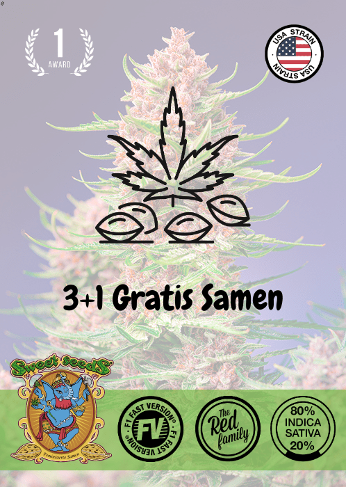 Strawberry Cola Sherbet - Photo F1 - Samen & Jungpflanzen 🌱Mr. Bud Store