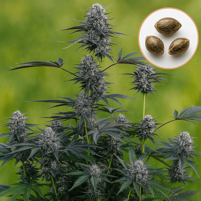 Studio 54 Stardust - Auto - Samen & Jungpflanzen 🌱Mr. Bud Store