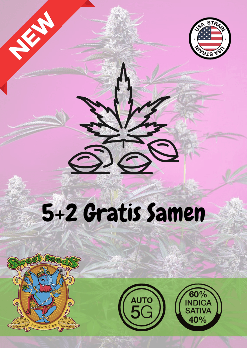 STUDIO 54 STARDUST - AUTO SEEDS 🌱Mr. Bud Store
