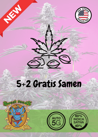 STUDIO 54 STARDUST - AUTO SEEDS 🌱Mr. Bud Store
