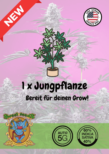STUDIO 54 STARDUST - AUTO SEEDS 🌱Mr. Bud Store