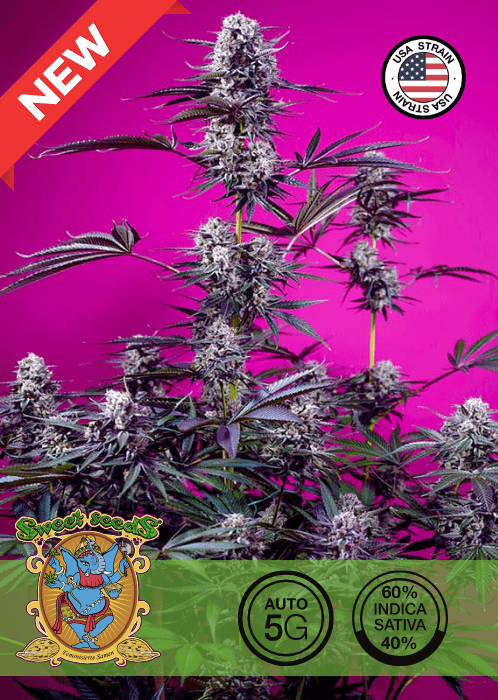 STUDIO 54 STARDUST - AUTO SEEDS 🌱Mr. Bud Store