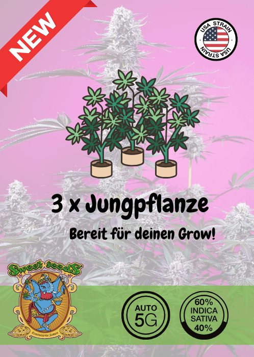 STUDIO 54 STARDUST - AUTO SEEDS 🌱Mr. Bud Store