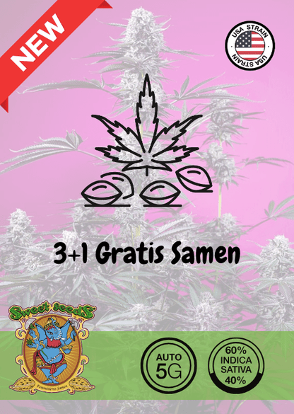 STUDIO 54 STARDUST - AUTO SEEDS 🌱Mr. Bud Store