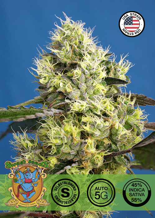 Sweet Gelato - AUTO SEEDS 🌱Mr. Bud Store