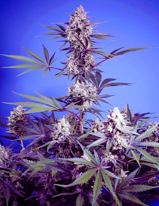 Easy Plant - MENTAL RAINBOW F1 - THC Pflanze