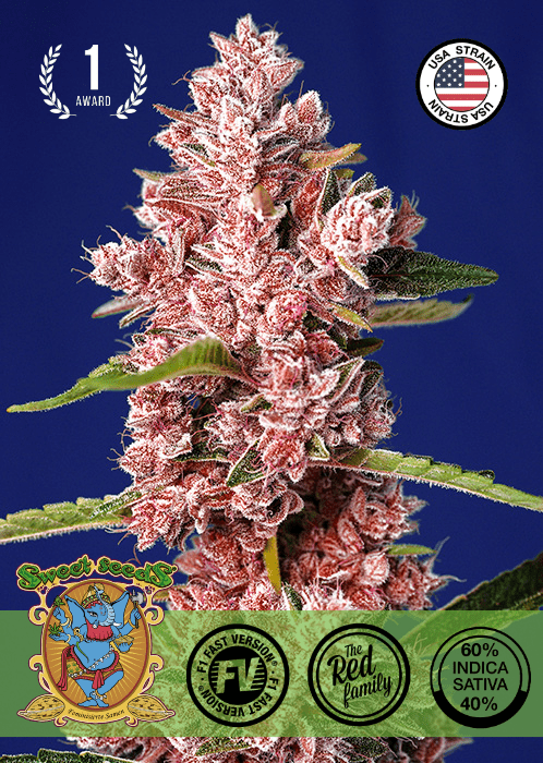 TROPICANA POISON F1 - FAST VERSION PHOTO SEEDS 🌱Mr. Bud Store