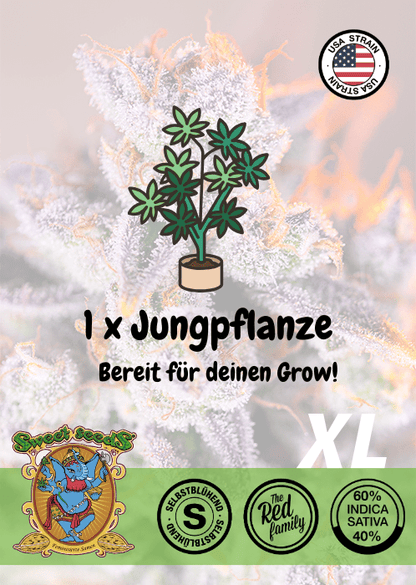 TROPICANA POISON XL - AUTO SEEDS 🌱Mr. Bud Store