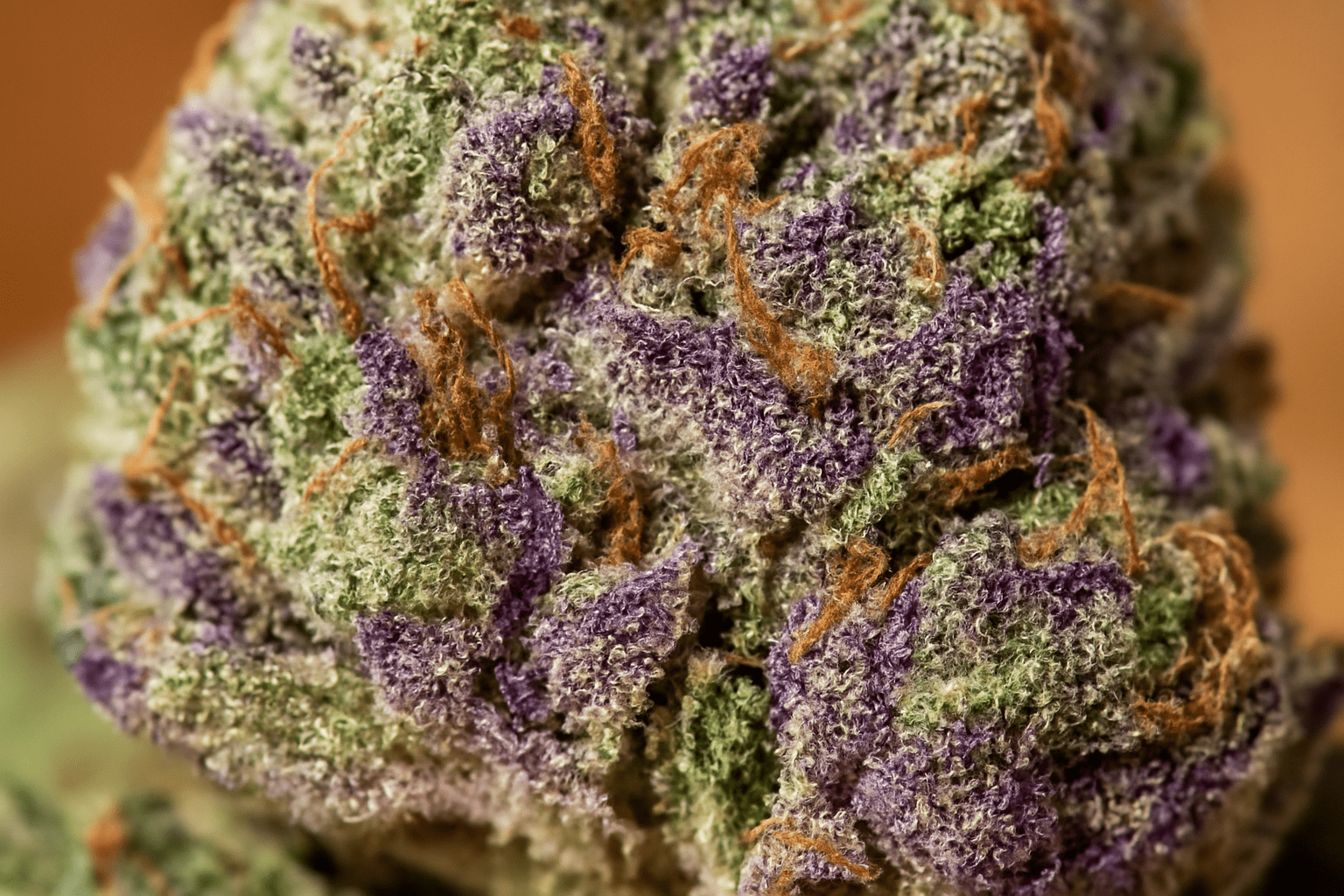 Wedding Cake - CBD BlütenMr. Bud Store