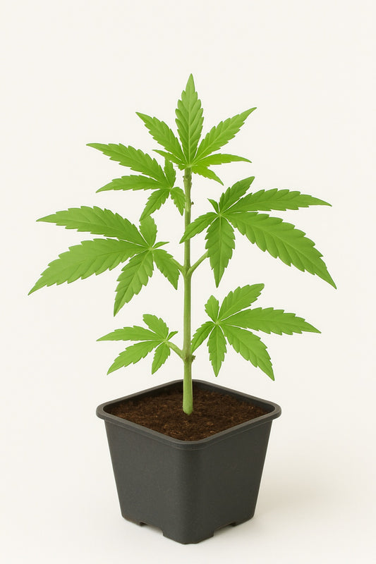 Easy Plant - STRAWBERRY COLA SHERBERT F1 - THC Pflanze