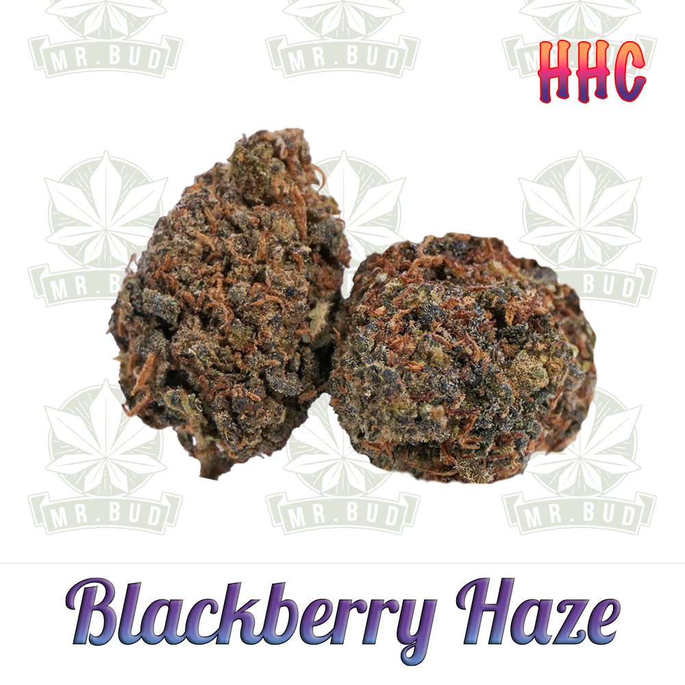 Blackberry Haze - HHC Blüten | 50 % HHC - Frische Ernte!Mr. Bud Store