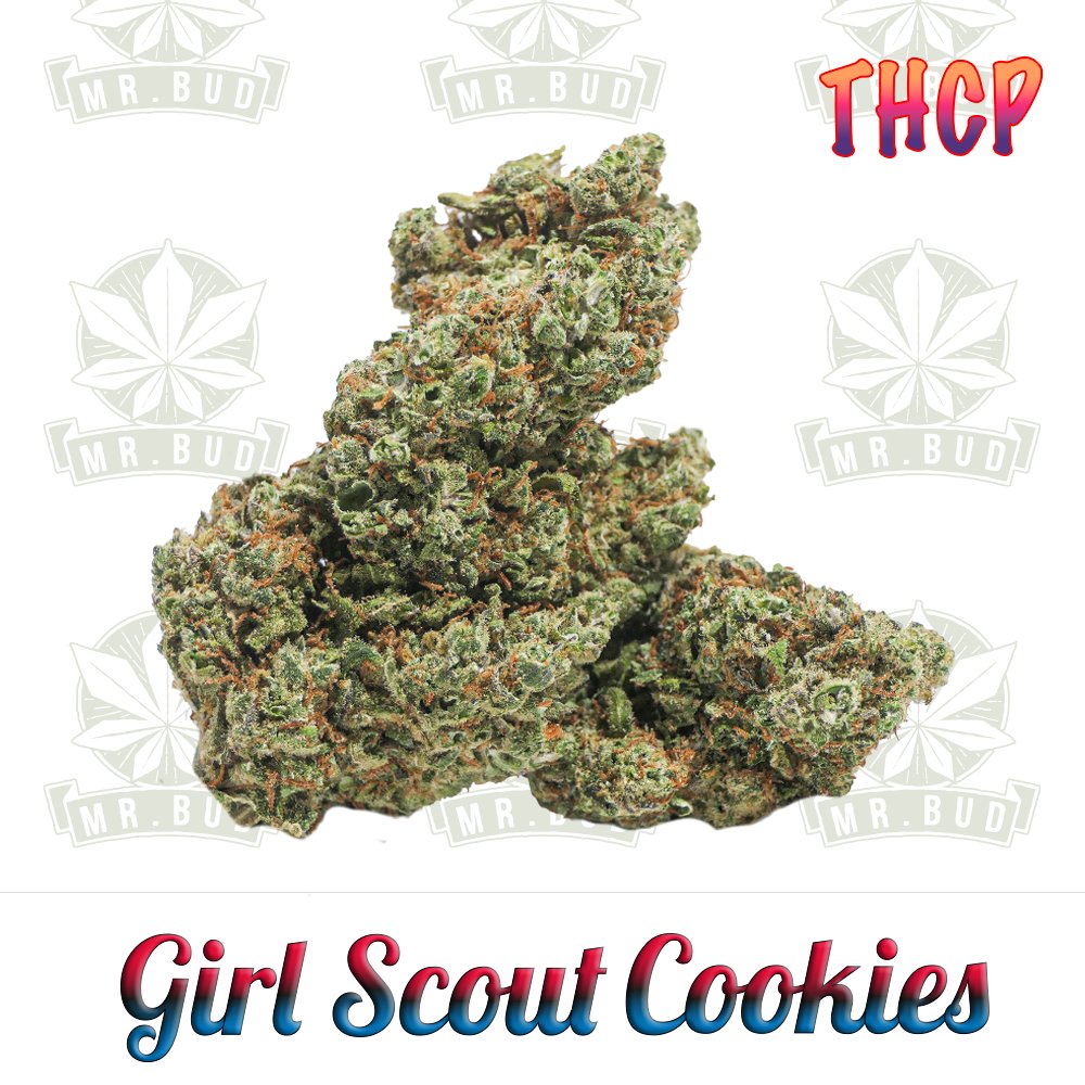 Girl Scout Cookies - THCP Blüten | 8 % THCP - Frische Ernte!Mr. Bud Store
