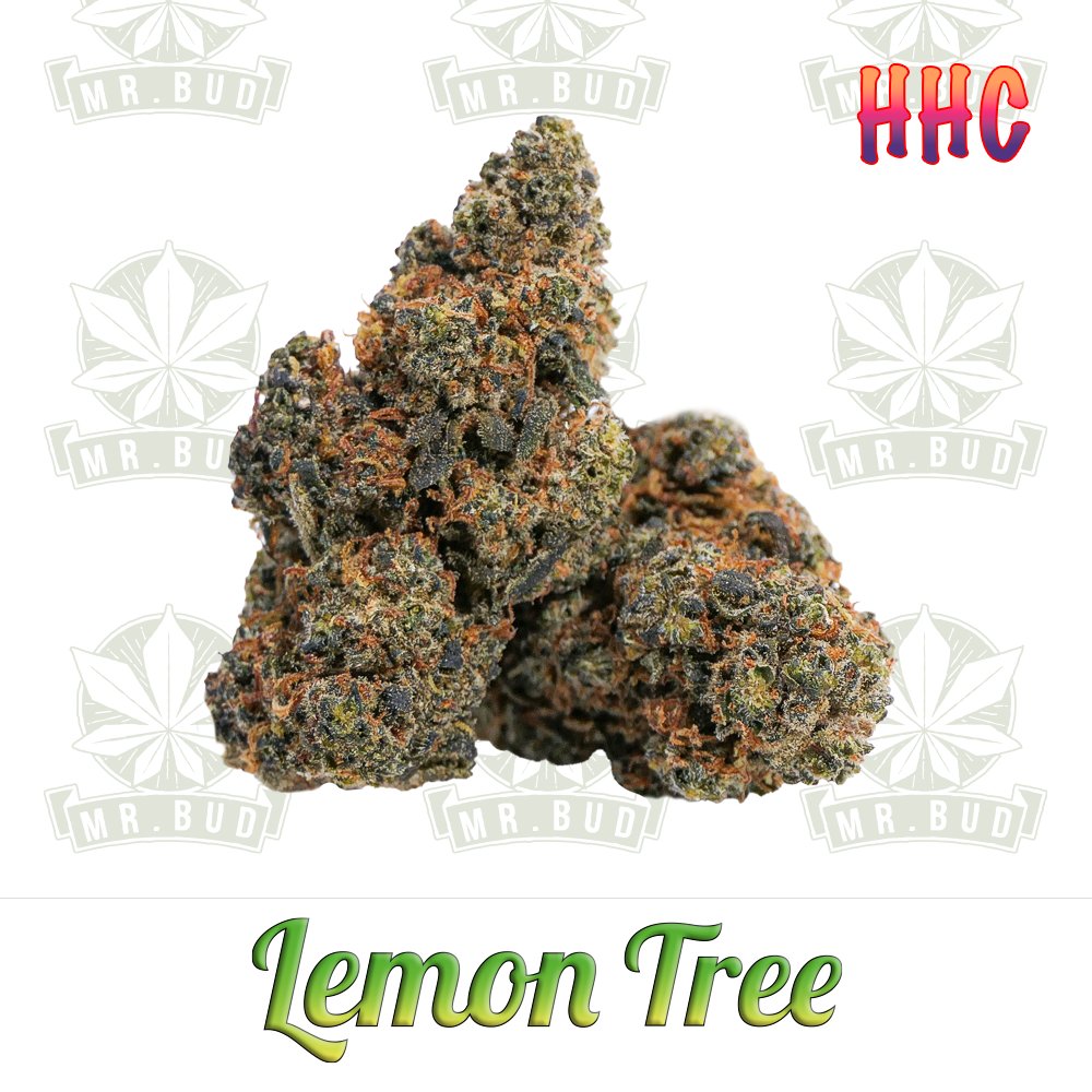 Lemon Tree - HHC Blüten | 50 % HHC - PremiumMr. Bud Store