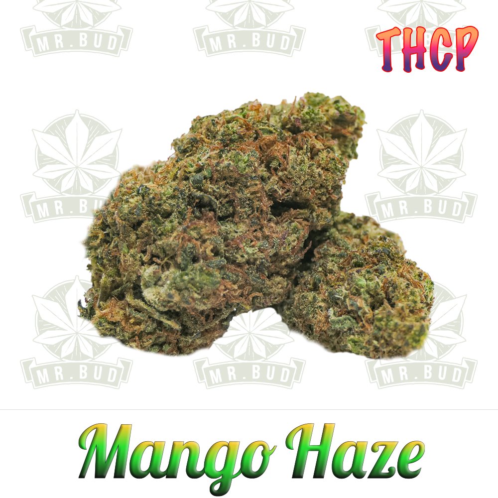 Mango Haze - THCP Blüten | 5 % THCP - Frische Ernte!Mr. Bud Store