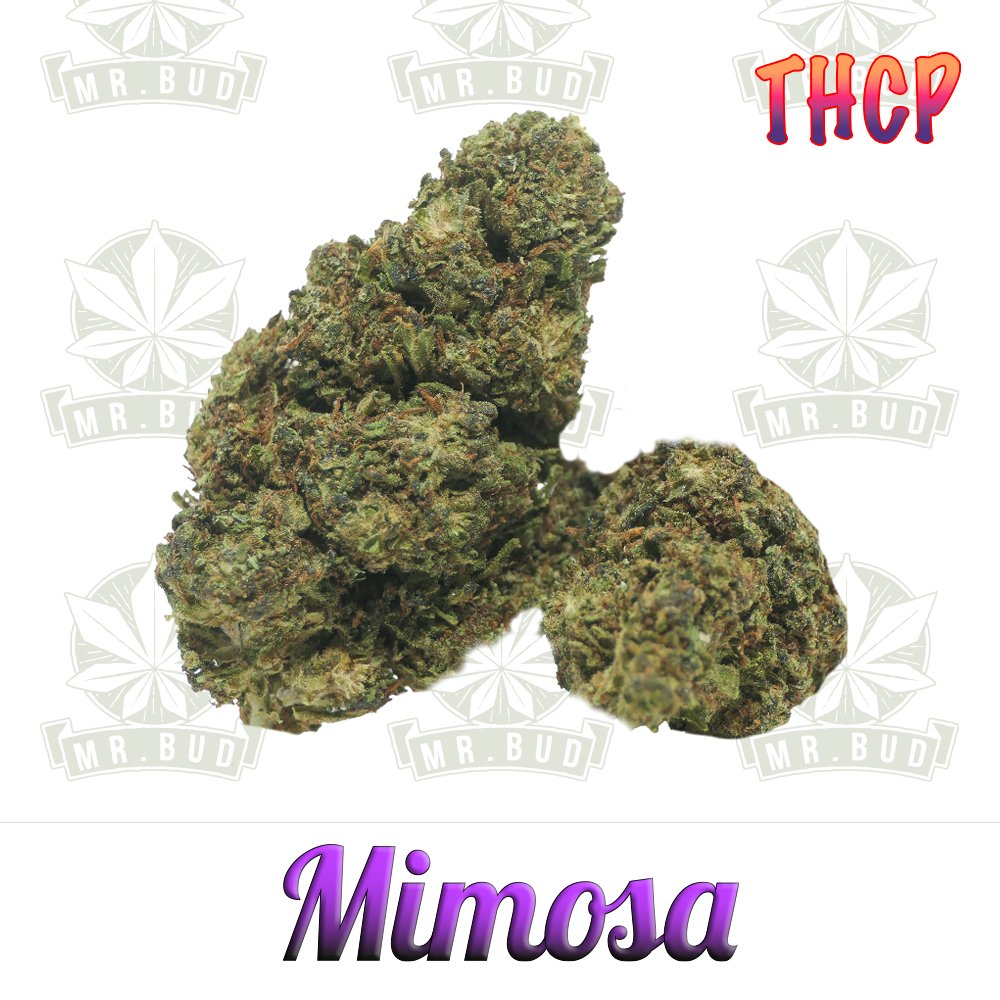 Mimosa - THCP Blüten | 5 % THCP - Frische Ernte!Mr. Bud Store
