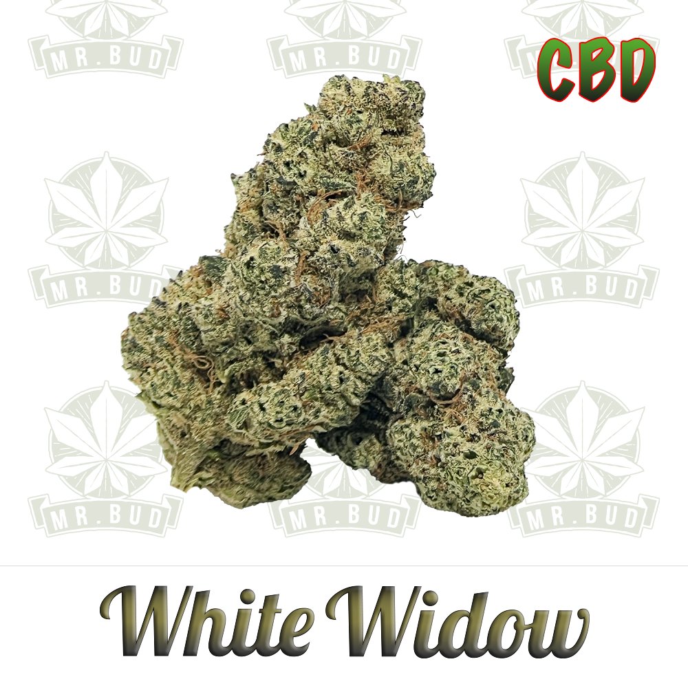White Widow | CBD Blüten - PremiumMr. Bud Store